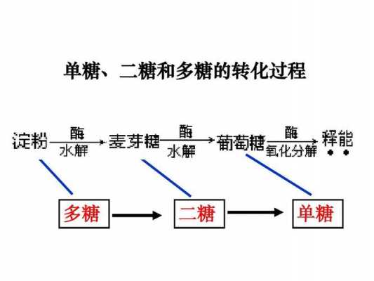 单糖多糖的转化过程（单糖如何转化为多糖）-图3