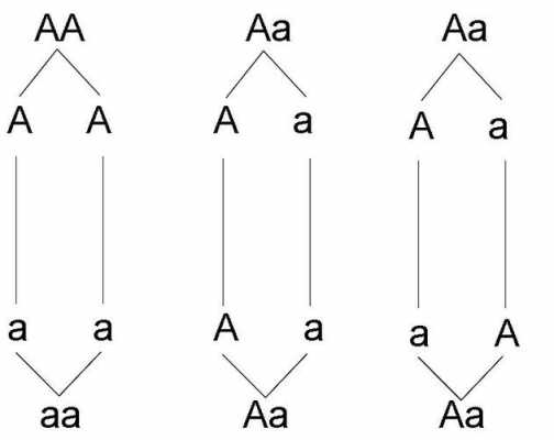 Aa杂交Aa过程（aa和aa杂交后代的类型）-图1