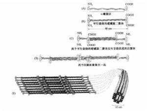 中间丝的装配过程（中间丝的四种主要类型是什么?它们的功能是什么?）-图3