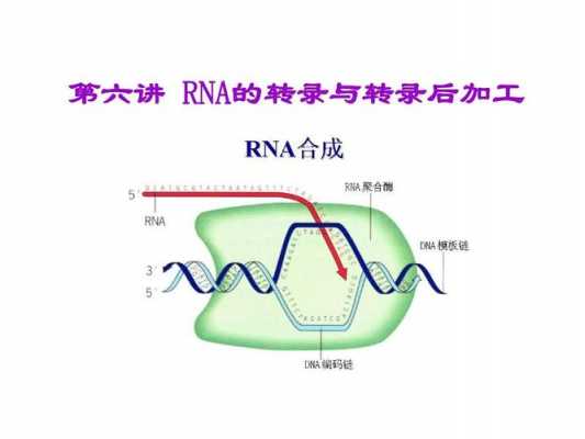 简述转录过程（转录过程的正确顺序）-图2