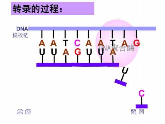 简述转录过程（转录过程的正确顺序）-图3