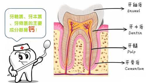 牙本质形成过程（牙本质形成过程中哪种矿化得快）-图1