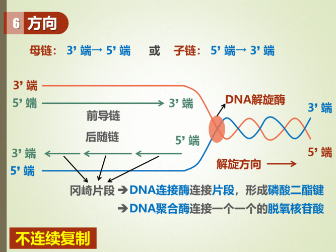 DNA复制的过程论述（dna复制过程总结）-图1