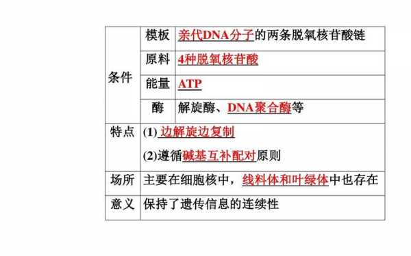 DNA复制的过程论述（dna复制过程总结）-图2