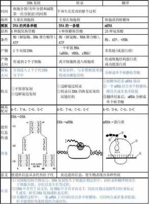 DNA复制的过程论述（dna复制过程总结）-图3