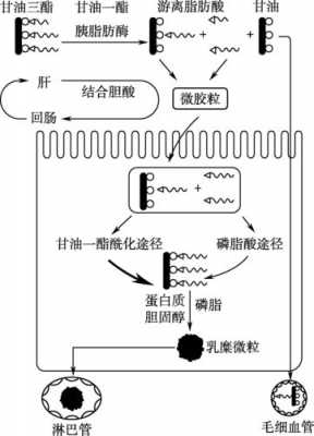 脂肪被消化过程（脂肪消化过程中的生化反应叫什么）-图1