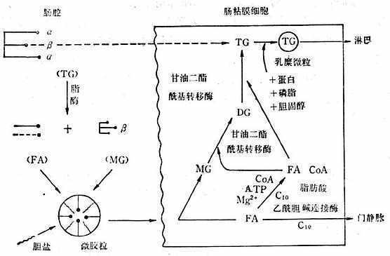 脂肪被消化过程（脂肪消化过程中的生化反应叫什么）-图3