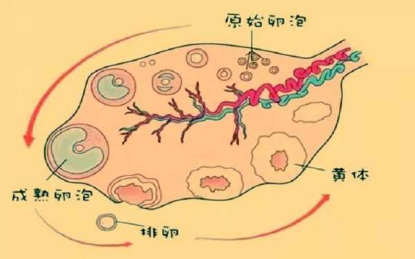 卵泡排出的过程?（卵泡排出的过程中会扁吗）-图3