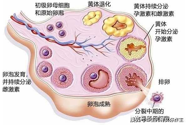 卵泡排出的过程?（卵泡排出的过程中会扁吗）-图2