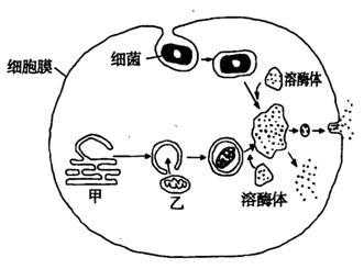 溶酶体的形成过程MGP（溶酶体的形成过程是胞吞作用过程吗）-图2