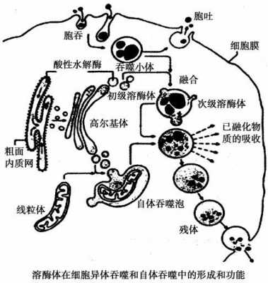 溶酶体的形成过程MGP（溶酶体的形成过程是胞吞作用过程吗）-图1