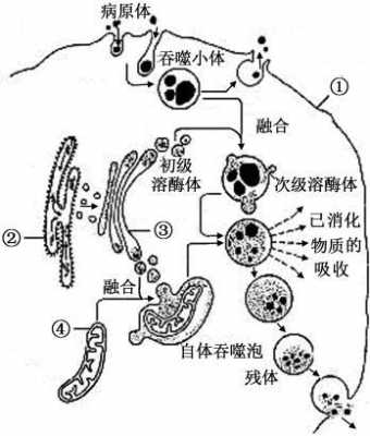 溶酶体的形成过程MGP（溶酶体的形成过程是胞吞作用过程吗）-图3