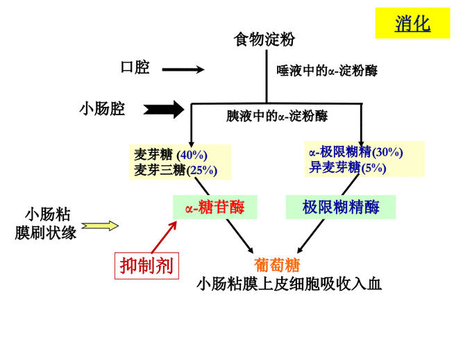 消化糖分的过程（如何消化糖分）-图3