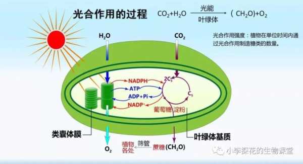 植物光和作用的过程（植物的光合作用讲解视频）-图1