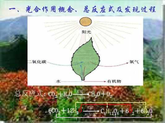 植物光和作用的过程（植物的光合作用讲解视频）-图3