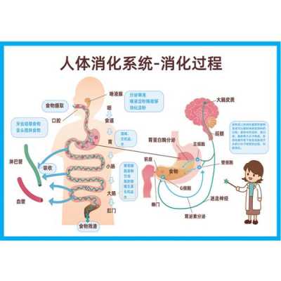 人体消化过程指（人体的消化过程有哪些脏器参与）-图3