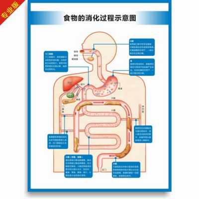 人体消化过程指（人体的消化过程有哪些脏器参与）-图1