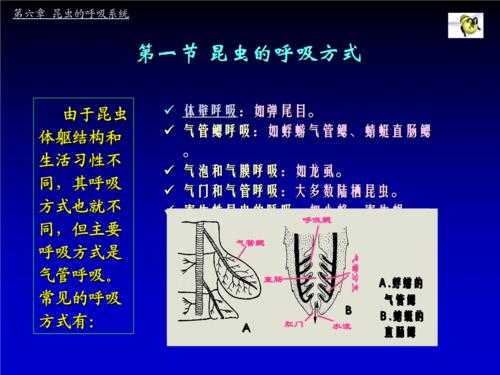 昆虫呼吸的过程（昆虫的呼吸作用）-图3