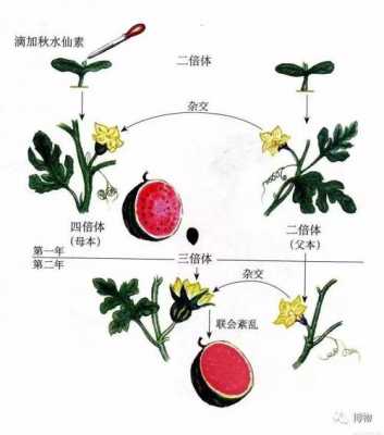 西瓜成长过程绘画（西瓜成长全过程）-图1