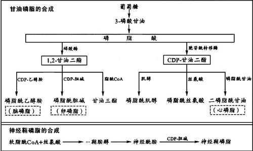 甘油磷脂生物合成过程（甘油磷脂的合成过程）-图3