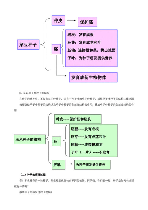 种子萌发过程教案（种子萌发的过程板书）-图1