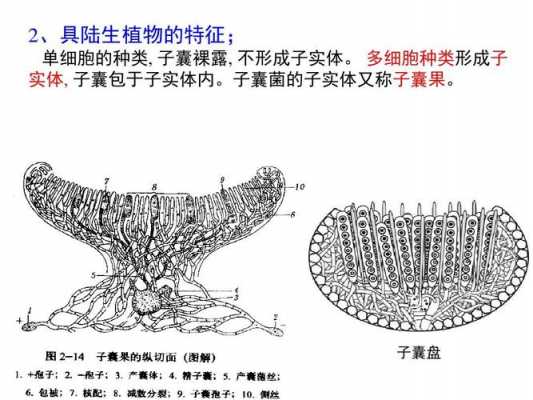 子囊的形成过程（子囊的形成过程视频）-图1