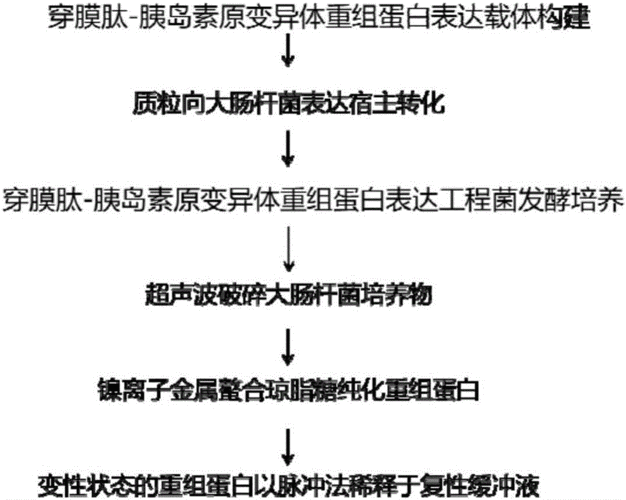 胰岛素研究过程（胰岛素发现的过程实验）-图3