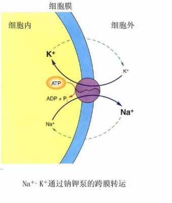 钠的吸收过程（钠的吸收过程示意图）-图1