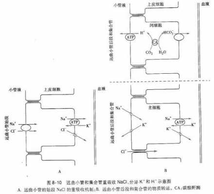 钠的吸收过程（钠的吸收过程示意图）-图2