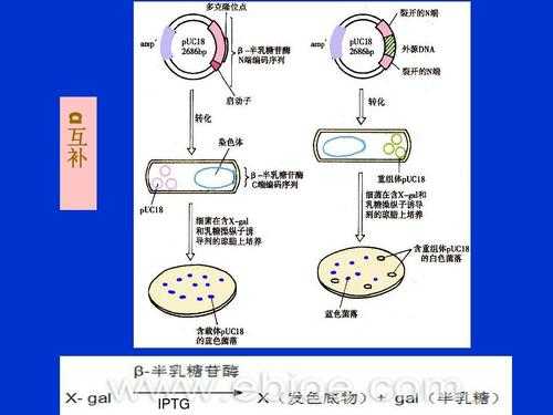 质粒自身环化过程（质粒活化步骤）-图3