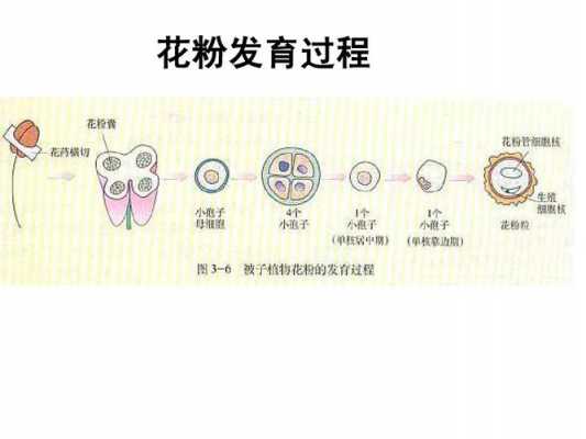 花粉育种的过程（花粉的授粉过程）-图1