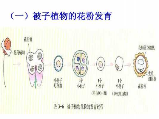 花粉育种的过程（花粉的授粉过程）-图2