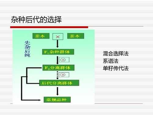 大豆育种过程（大豆育种后代选择方法）-图3