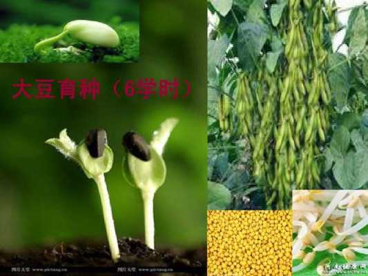 大豆育种过程（大豆育种后代选择方法）-图2