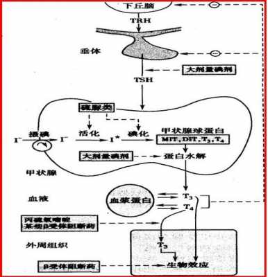 甲状腺合成过程图（甲状腺合成过程图示）-图1