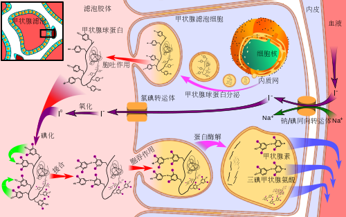 甲状腺合成过程图（甲状腺合成过程图示）-图2