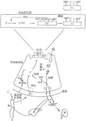 甲状腺合成过程图（甲状腺合成过程图示）-图3