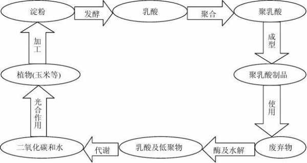 聚乳酸生物合成过程（聚乳酸的生成）-图3