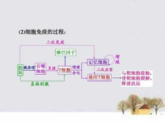 免疫的过程（天然免疫的过程）-图3