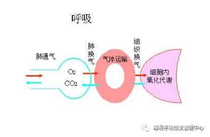 呼吸全过程（呼吸全过程包括三个环节）-图2