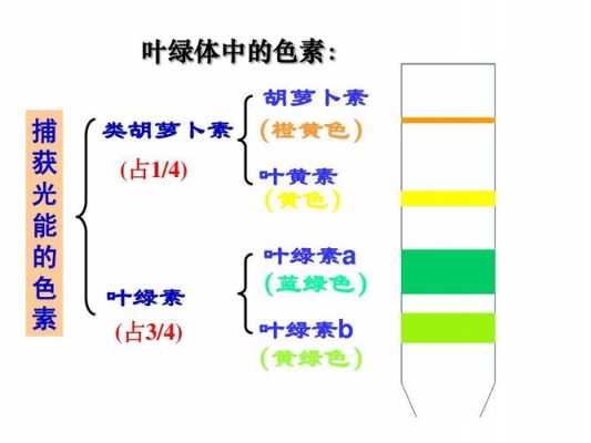 干制过程叶绿素的变化（干制过程叶绿素的变化是什么）-图3