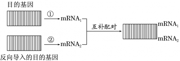 基因的选择性表达过程（基因的选择性表达是如何实现的）-图2