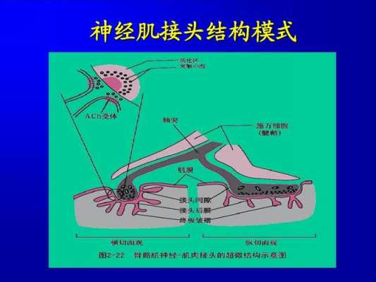 神经-肌肉接头过程图片（神经肌肉接头的功能描述）-图1