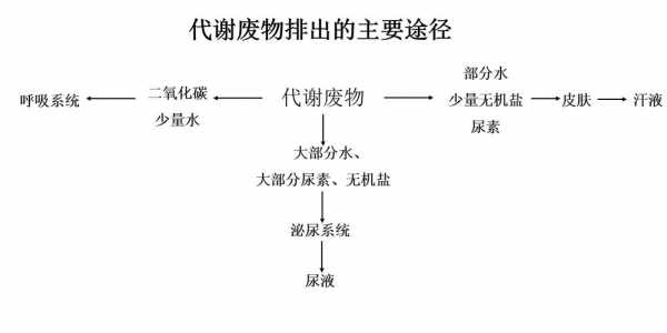 代谢产物排出过程（代谢产物的排泄途径）-图2