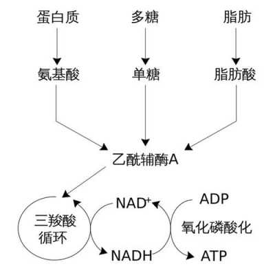 代谢产物排出过程（代谢产物的排泄途径）-图3