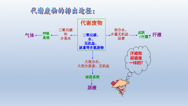 代谢产物排出过程（代谢产物的排泄途径）-图1