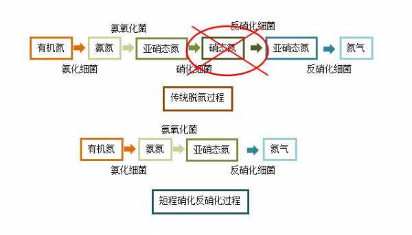 生物硝化反应过程（生物硝化反应机理）-图2