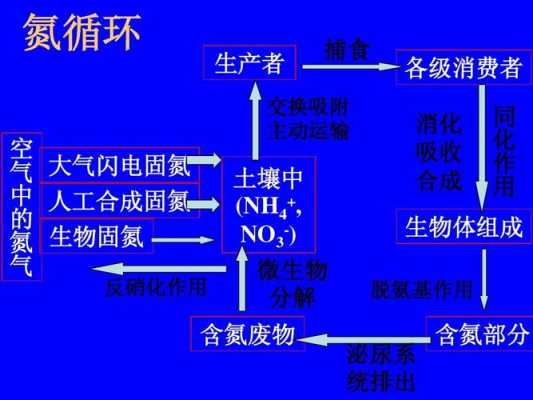 图示氮循环过程（氮循环示意图方程式）-图3