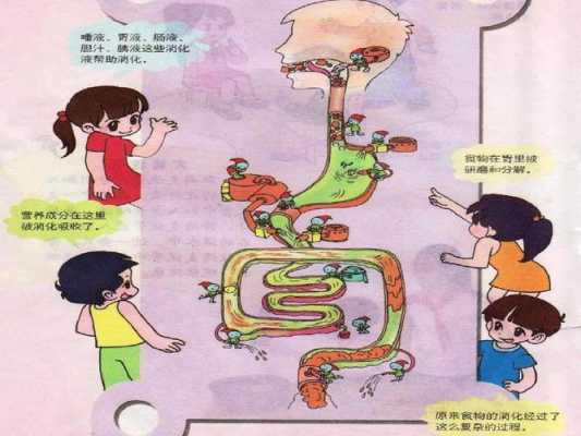 食物消化过程视频（食物消化过程视频幼儿）-图2