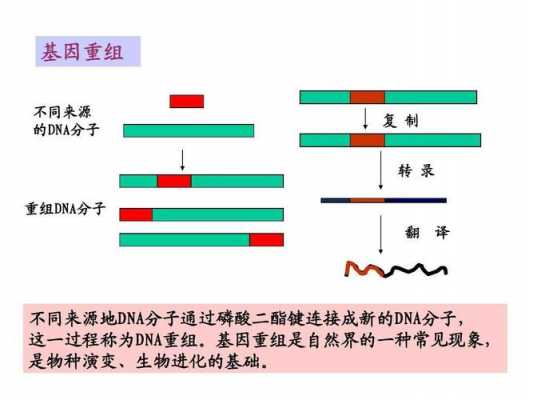 基因重组过程方法（基因重组的主要操作步骤）-图2